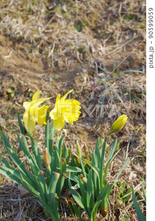 スイセンの花 スイセンの花 90599059