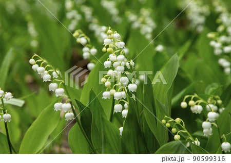 スズラン 90599316