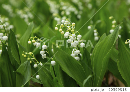 スズラン 90599318