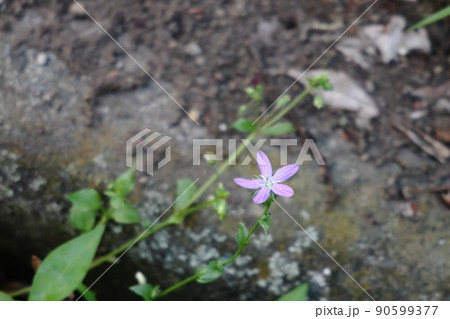 紫色のヒナキキョウソウの花 紫色のヒナキキョウソウの花 90599377