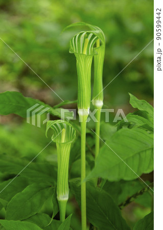 マムシ草 マムシ草 90599442