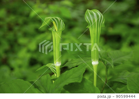 マムシ草 マムシ草 90599444