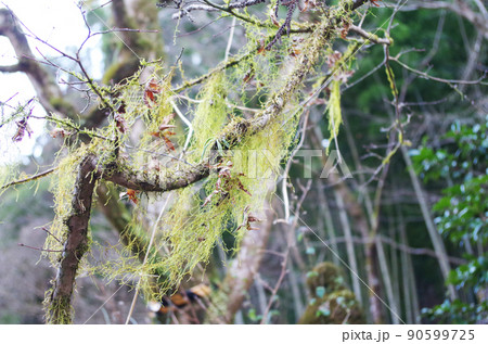 サルオガセ 90599725