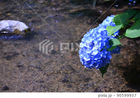 水辺の紫陽花(アジサイ) 水辺の紫陽花(アジサイ) 90599937