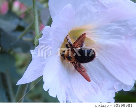 クマバチの花粉集め 90599981