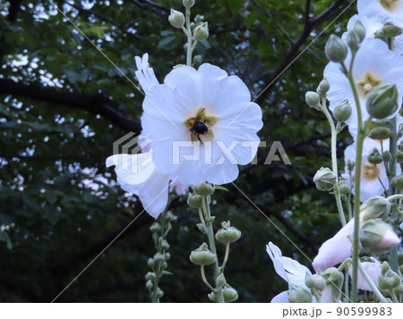 クマバチの花粉集め 90599983