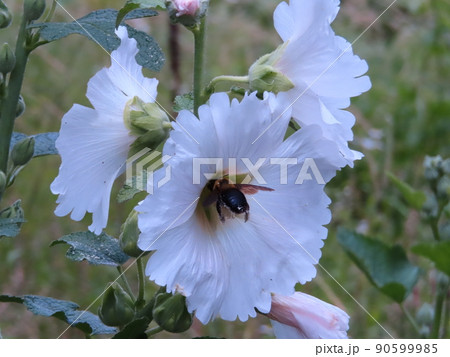 熊蜂の花粉集め 熊蜂の花粉集め 90599985