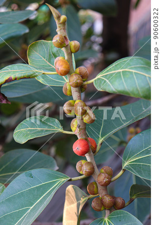 red colored banyan fruit on tree red colored banyan fruit on tree 90600322