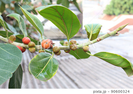 red colored banyan fruit on tree 90600324