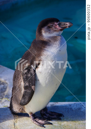 フンボルトペンギン　可愛い動物　天王寺動物園　ペンギン 90600352