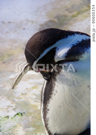 フンボルトペンギン　可愛い動物　天王寺動物園　ペンギン 90600354