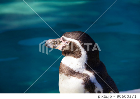 フンボルトペンギン　可愛い動物　天王寺動物園　ペンギン 90600371