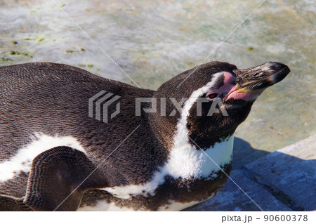 フンボルトペンギン　可愛い動物　天王寺動物園　ペンギン 90600378