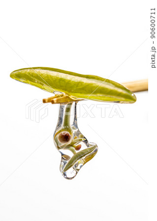 じゅんさい 90600711