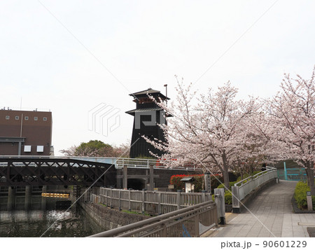 新川千本桜 江戸川区新川 新川千本桜 江戸川区新川 90601229