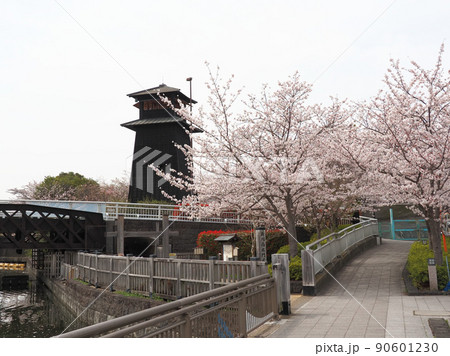 新川千本桜　江戸川区新川 90601230