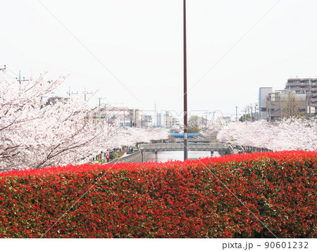 新川千本桜　江戸川区新川 90601232
