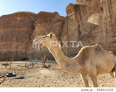 サウジアラビアのラクダ 90601428