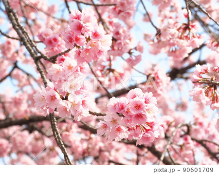 密蔵院　安行桜 90601709