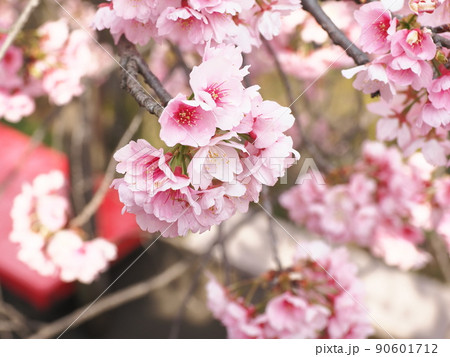 密蔵院　安行桜 90601712