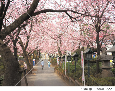 密蔵院 安行桜 密蔵院 安行桜 90601722