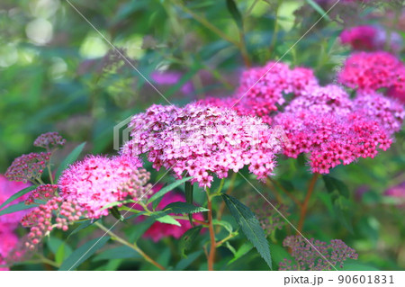 白とピンク色のシモツケの花(源平下野) 白とピンク色のシモツケの花(源平下野) 90601831