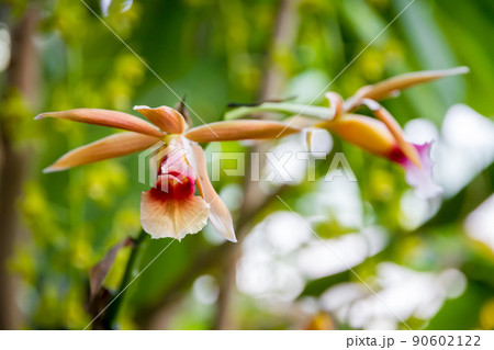 Orchid flower, Phaius wallichii 90602122