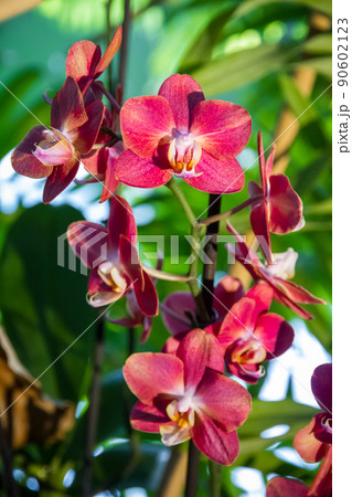 Orchid flower, Phalaenopsis Orchid flower, Phalaenopsis 90602123