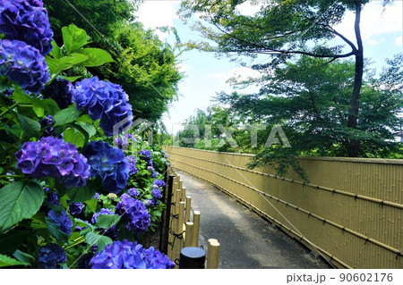 高徳院アジサイ 高徳院アジサイ 90602176