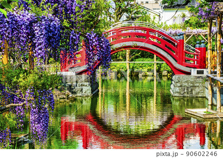 東京都 江東区 亀戸天神社 藤棚と太鼓橋(女橋) 東京都 江東区 亀戸天神社 藤棚と太鼓橋(女橋) 90602246
