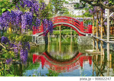 東京都　江東区　亀戸天神社　藤棚と太鼓橋（女橋） 90602247