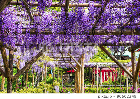 東京都 江東区 亀戸天神社 藤棚の季節 東京都 江東区 亀戸天神社 藤棚の季節 90602249