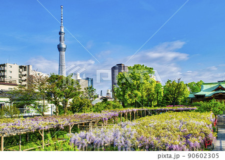 東京都 江東区 亀戸天神社 東京スカイツリーと藤棚 東京都 江東区 亀戸天神社 東京スカイツリーと藤棚 90602305
