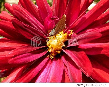 ダリア　ダリアの花にセセリチョウ 90602353