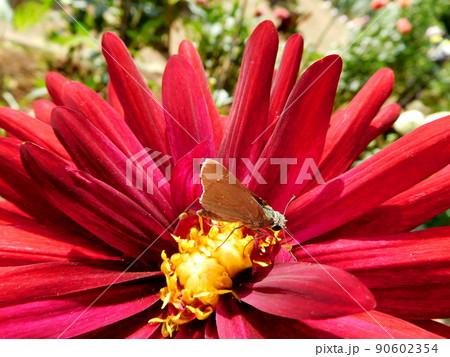 ダリア　ダリアの花にセセリチョウ 90602354
