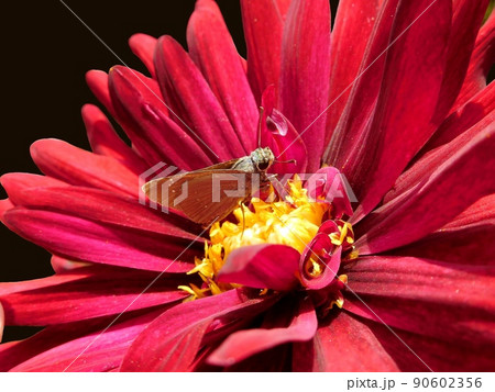 ダリア　ダリアの花にセセリチョウ 90602356