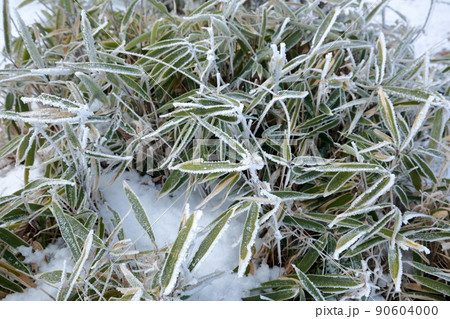 凍り付いた笹の葉っぱ(茶臼山 愛知県 豊根村) 凍り付いた笹の葉っぱ(茶臼山 愛知県 豊根村) 90604000