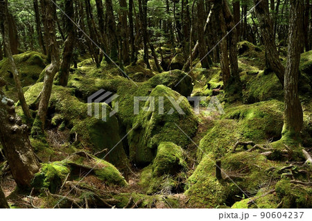 白駒の池周辺の苔むす森 90604237