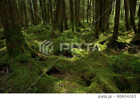 白駒の池周辺の苔むす森 90604265
