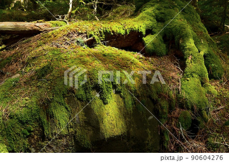白駒の池周辺の苔むす森 90604276