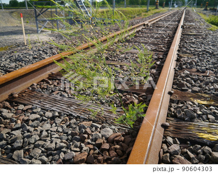 廃止路線の線路の雑草 90604303