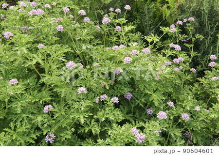 ローズゼラニウム ローズゼラニウム 90604601