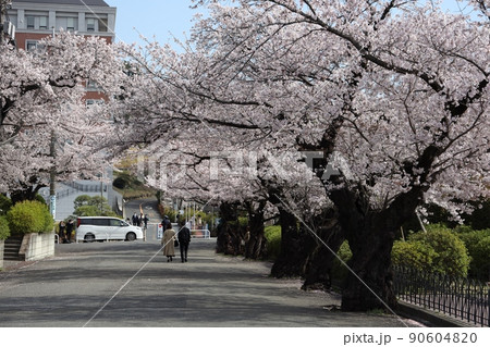 玉川学園の桜 90604820