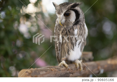 Close-up of a white-faced owl standing on a log. Close-up of a white-faced owl standing on a log. 90605166