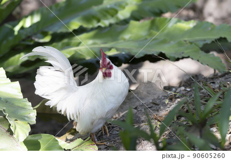 A white bantam walks in the garden forest. A white bantam walks in the garden forest. 90605260