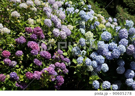 下田城址公園の紫陽花 下田城址公園の紫陽花 90605278