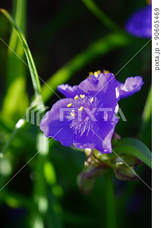 朝のムラサキツユクサ　(紫露草) 90605469