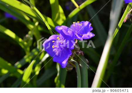 朝のムラサキツユクサ　(紫露草) 90605471