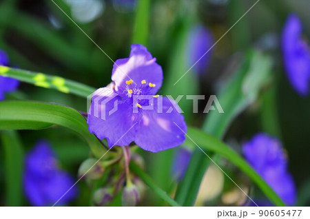 朝のムラサキツユクサ (紫露草) 朝のムラサキツユクサ (紫露草) 90605477
