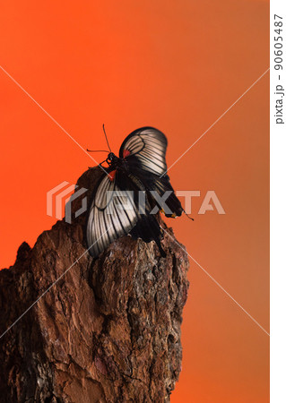 Butterfly papilio lowi still life concept on wooden bark on red gradient background, wild life Butterfly papilio lowi still life concept on wooden bark on red gradient background, wild life 90605487